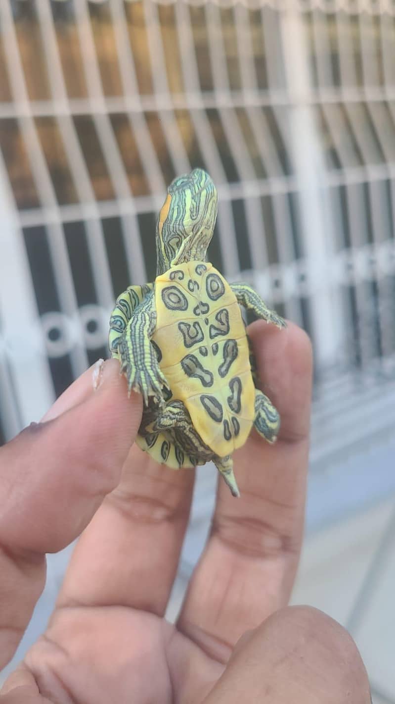 Russian turtoise/turtles 4