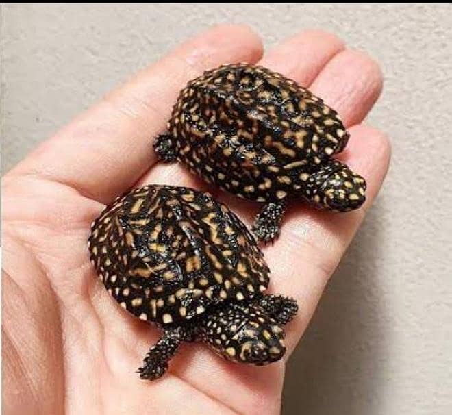 Russian turtoise/turtles 5