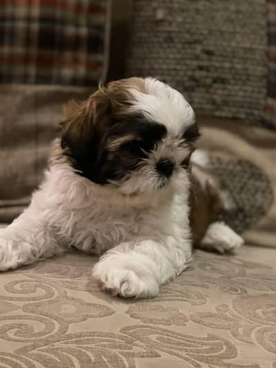 pure shitzu puppy toy dog