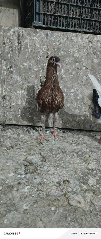 molties pair for Sale Young pair