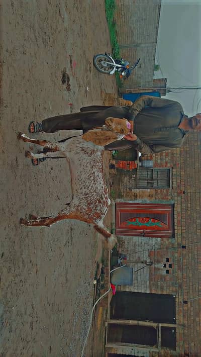 Makhi cheeni bakri with 2 months pregnancy guarantee