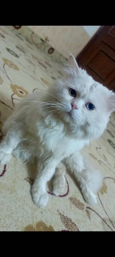 Having to different colors in eye