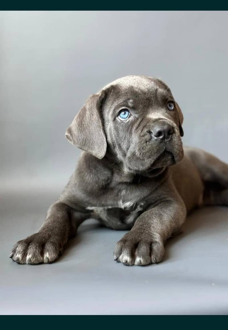 cane Corso 0