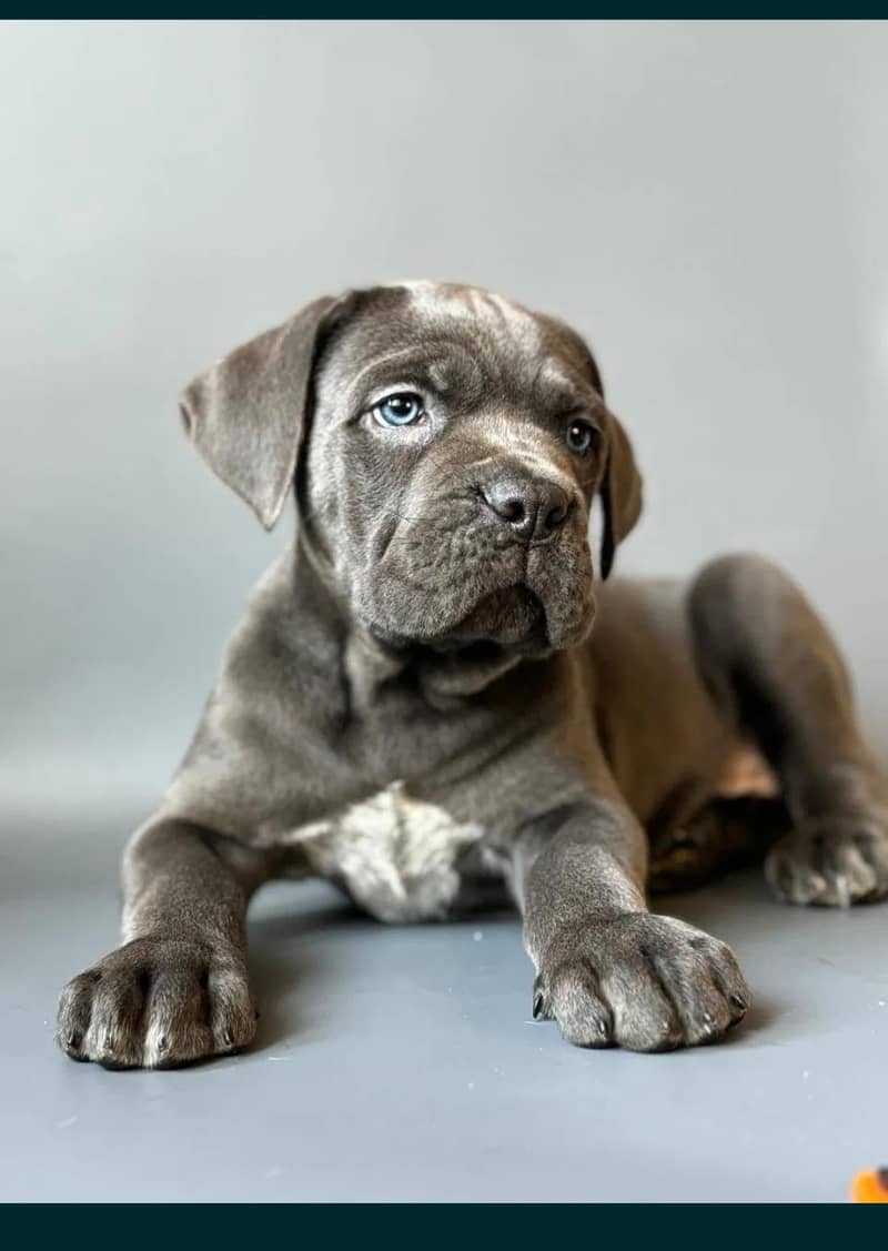 cane Corso 1