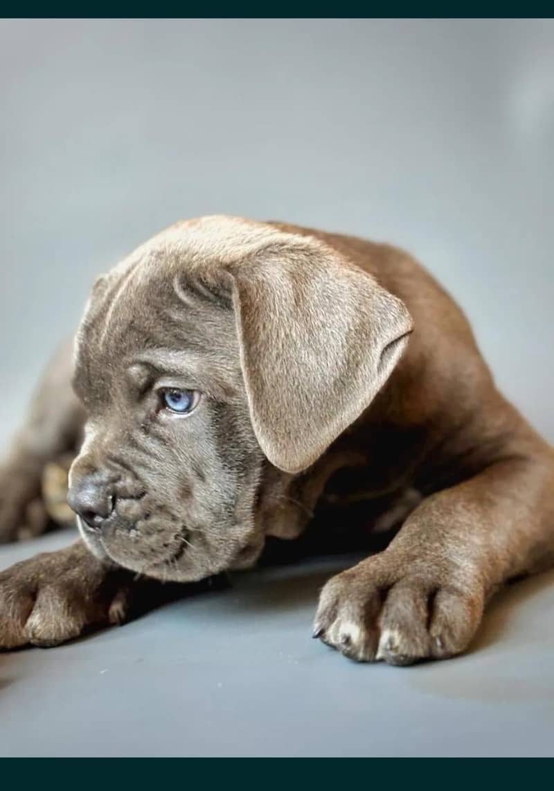 cane Corso 2