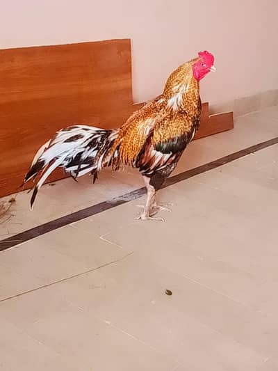 aseel murga lasani and miawali crus