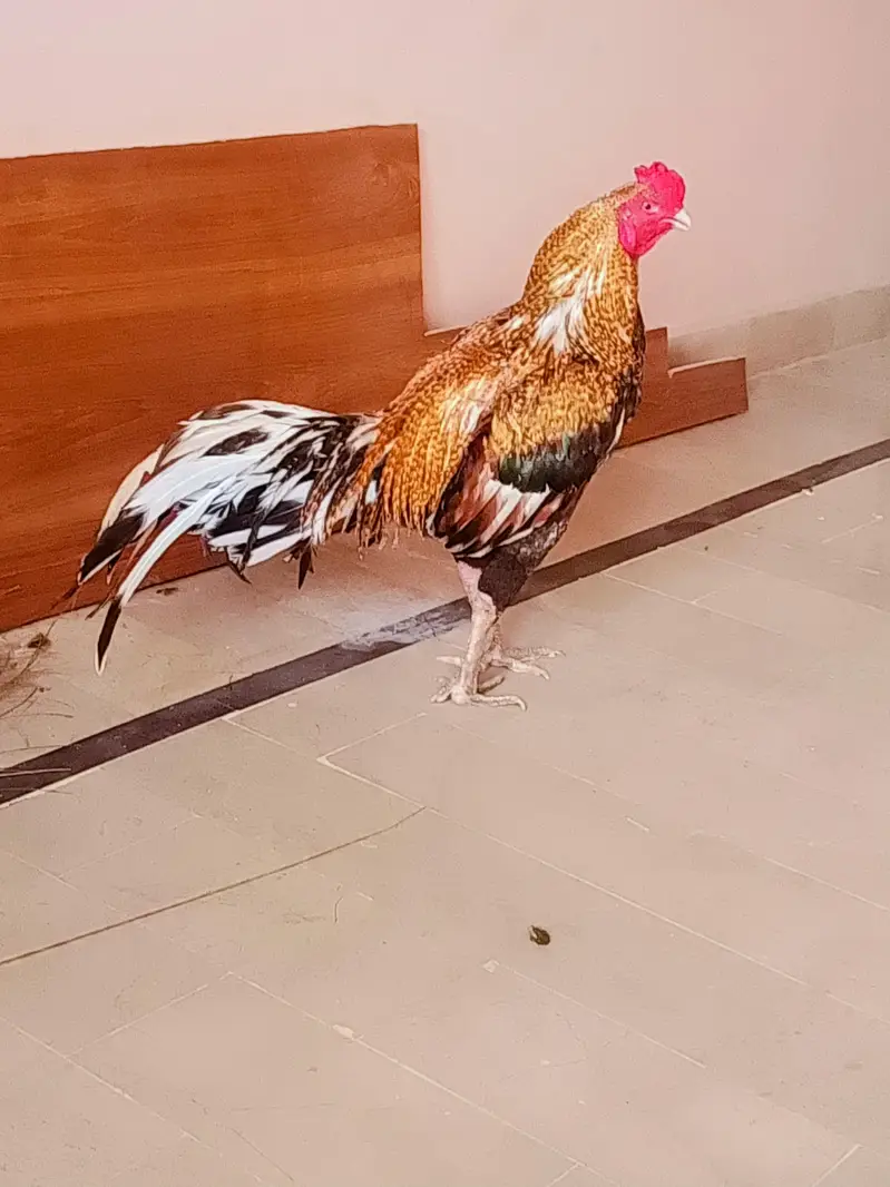aseel murga lasani and miawali crus — photo 2