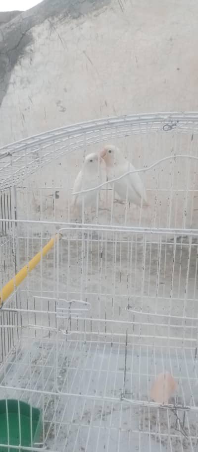 Love bird Albino
