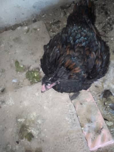 pure aseel Kurk murgi