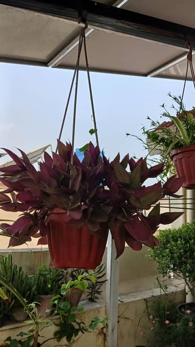 Winter vegetables Seeds and Varieties of plant & pots RW Greenland