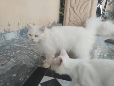 Persian Cat and Kittens Pair for Sale