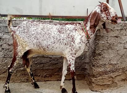 Makhu Cheena Goat