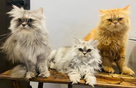Adopt a Family of 3 Persian Cats