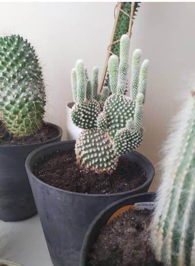 cactus  available
