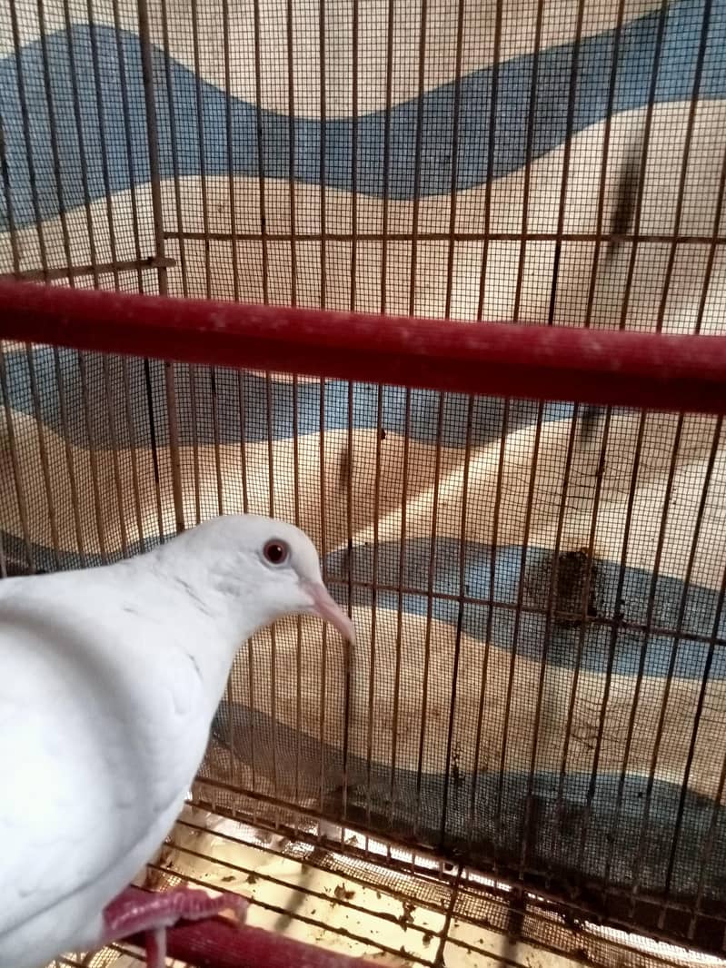 3 (three) White Chaina Doves 0