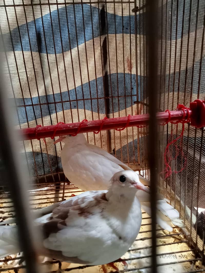 3 (three) White Chaina Doves 1