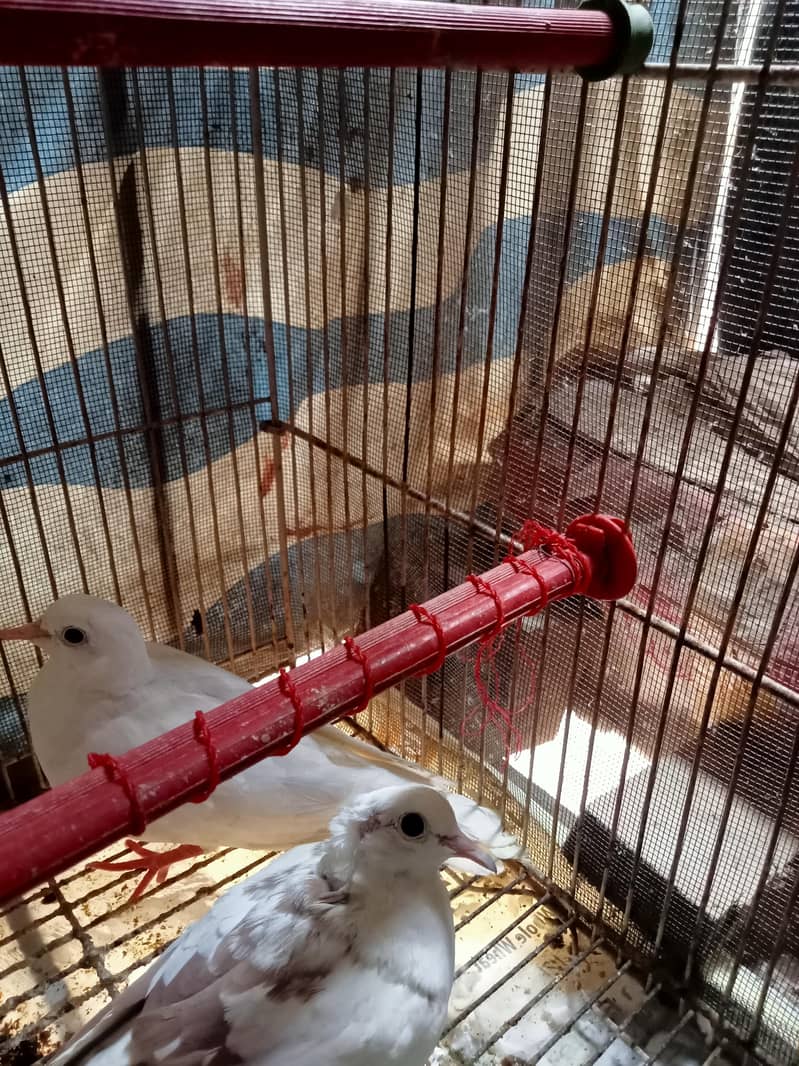 3 (three) White Chaina Doves 2