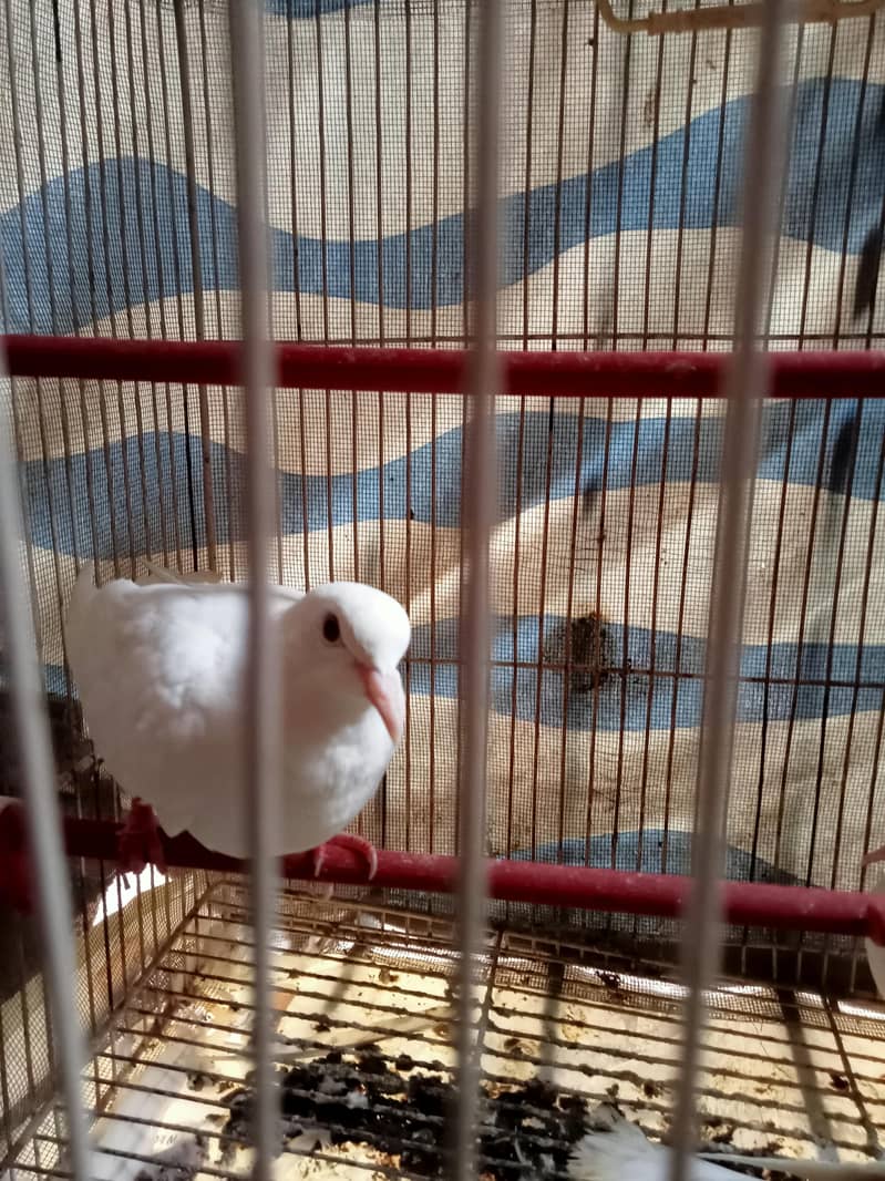 3 (three) White Chaina Doves 3