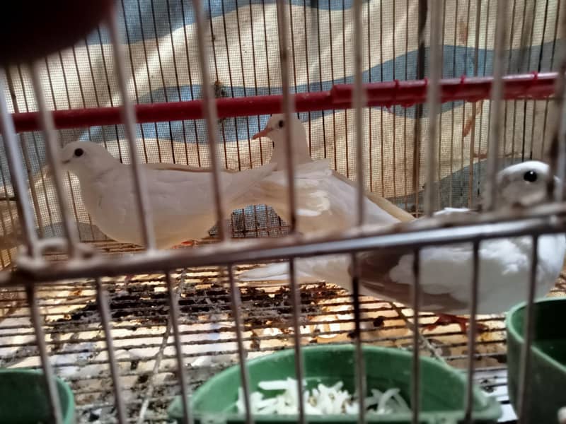 3 (three) White Chaina Doves 4
