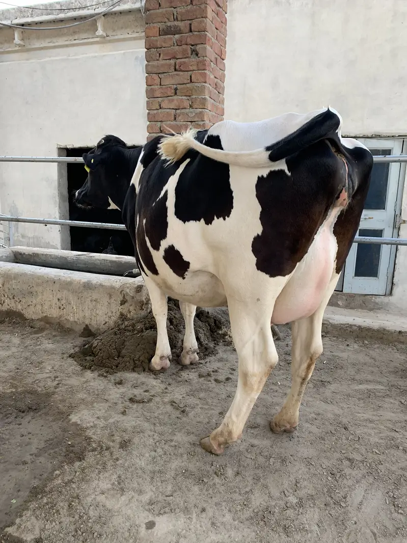 Australian amarican cows heifers breeding bulls and Buffalo