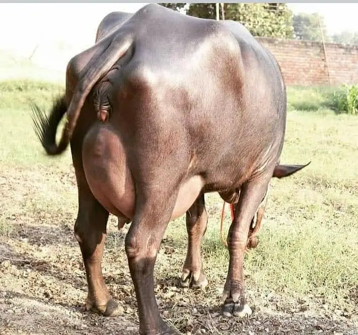 Australian amarican cows heifers breeding bulls and Buffalo — photo 4