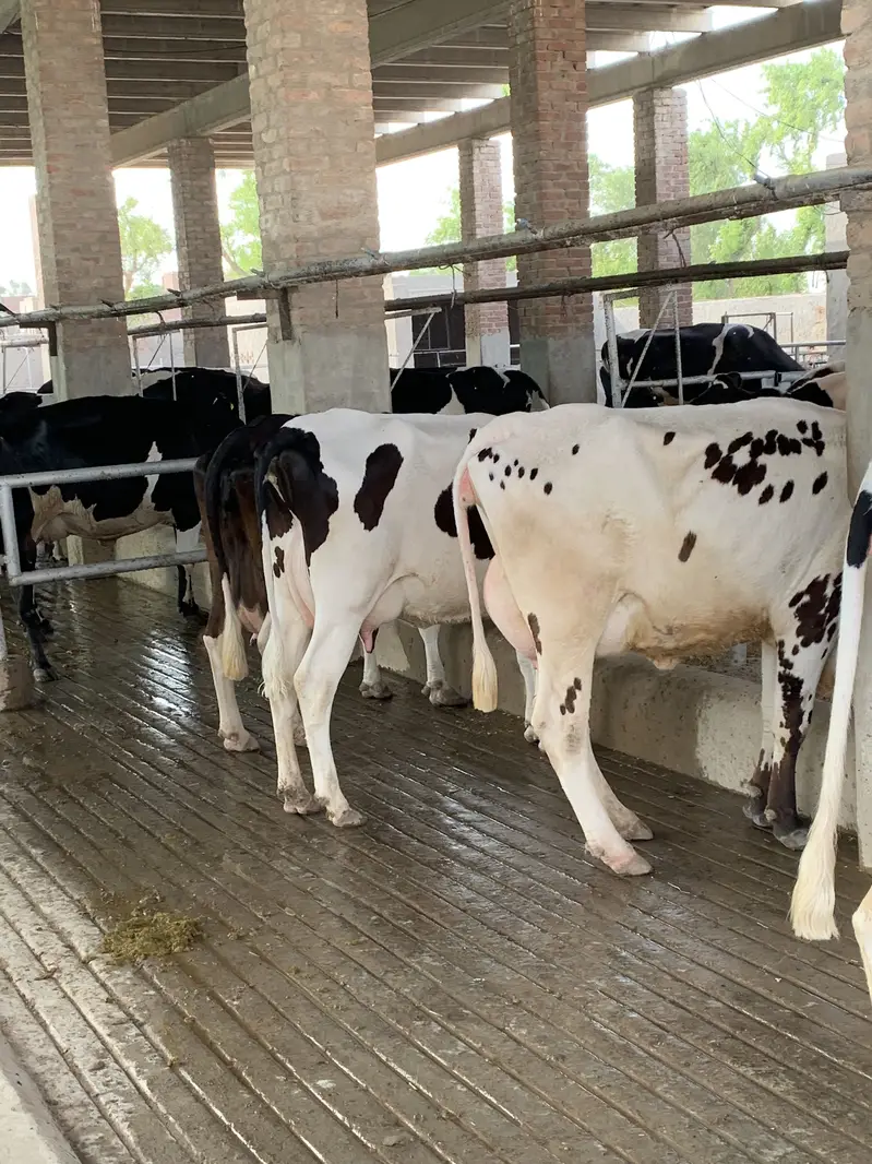 Australian amarican cows heifers breeding bulls and Buffalo — photo 7