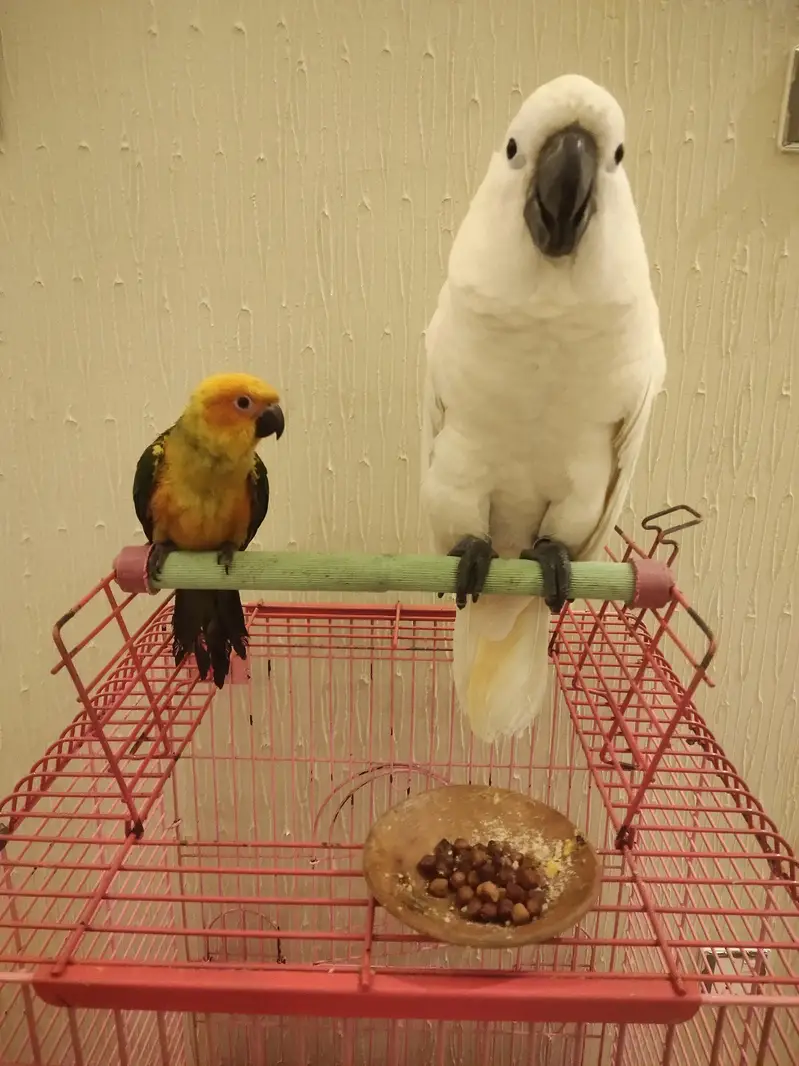 Moluccan cockatoo tamed
