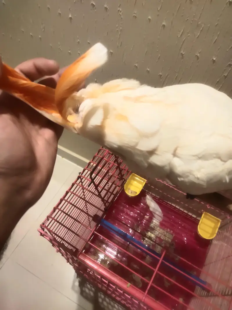 Moluccan cockatoo tamed — photo 2