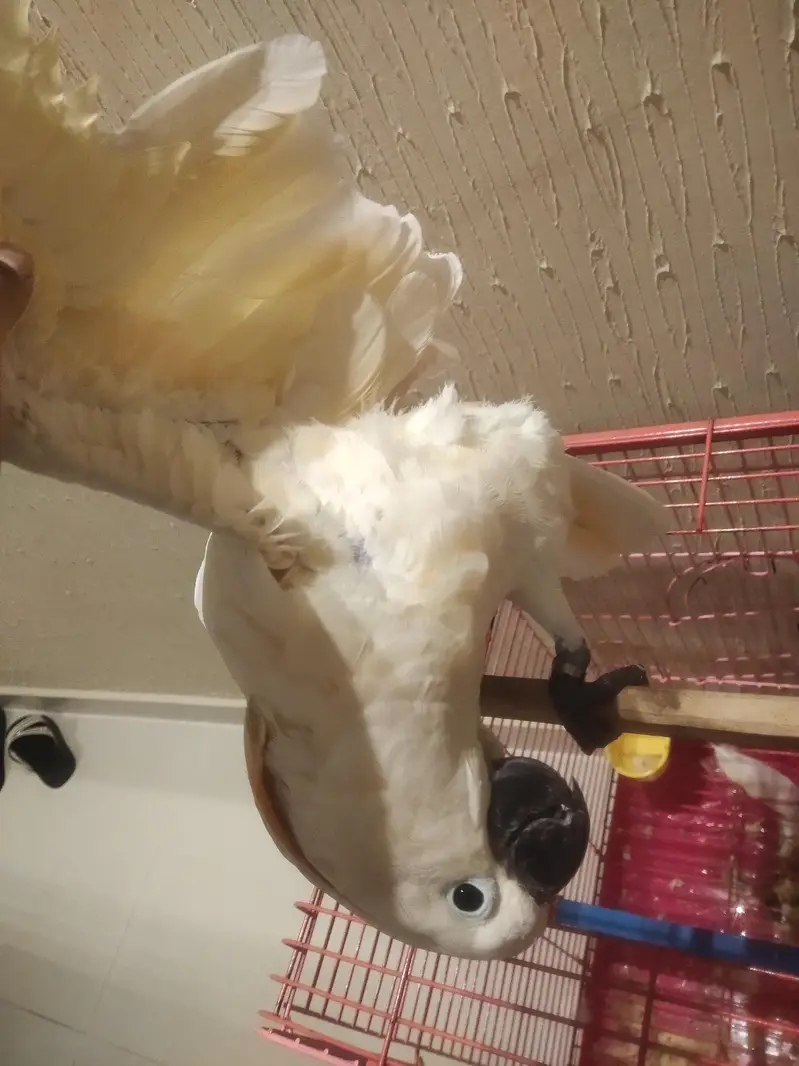 Moluccan cockatoo tamed — photo 3