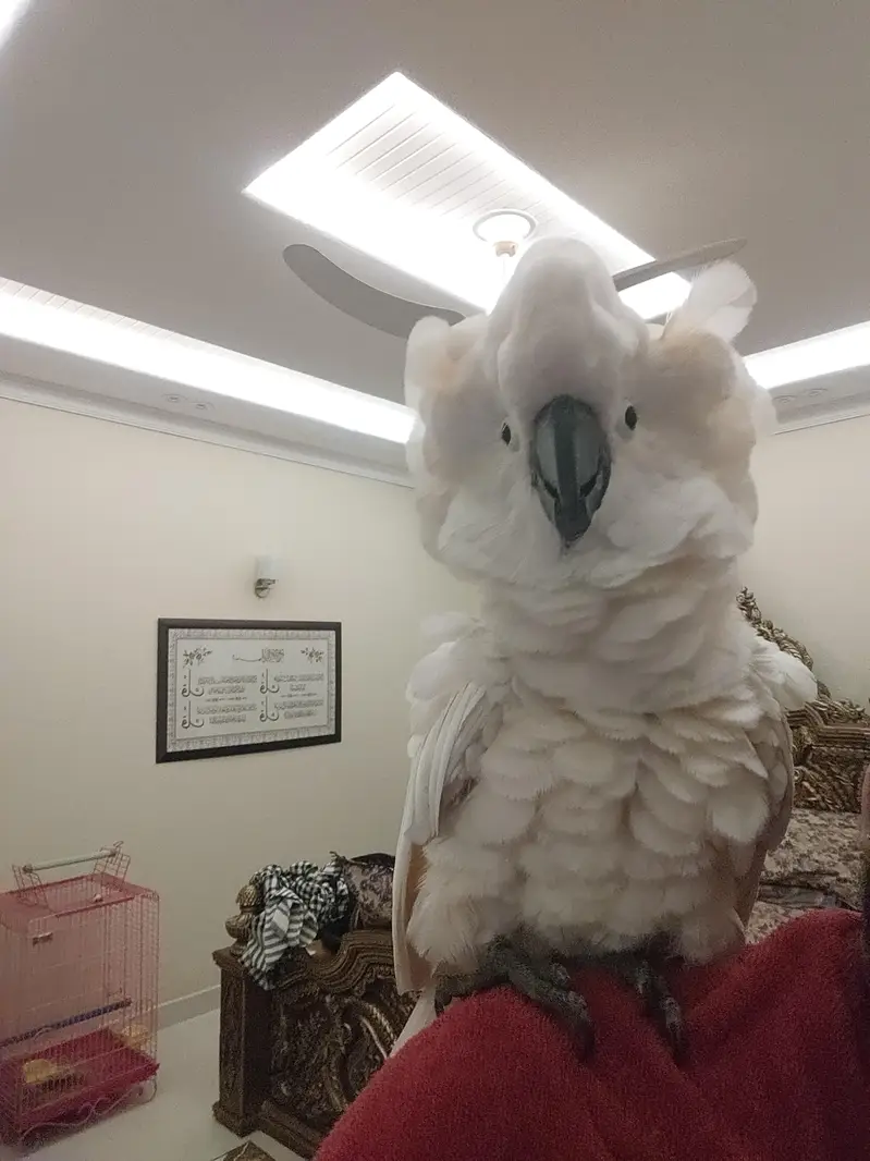 Moluccan cockatoo tamed — photo 4