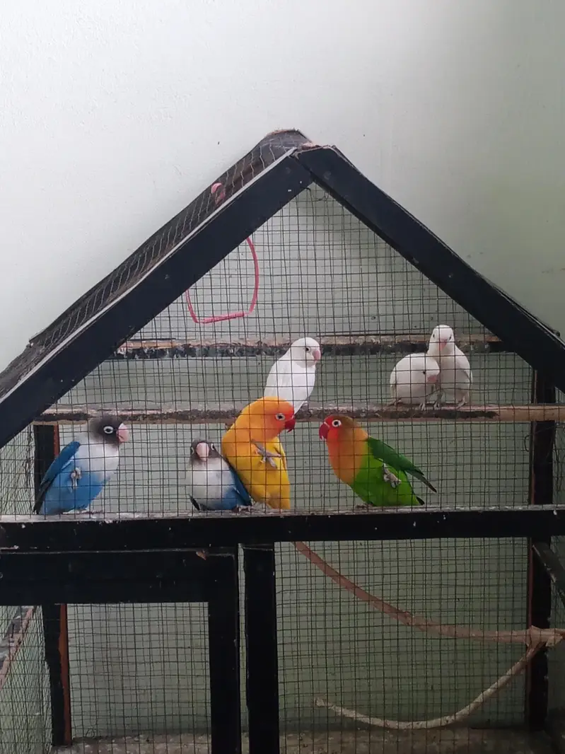 cage for sale  love birds Australian finches java