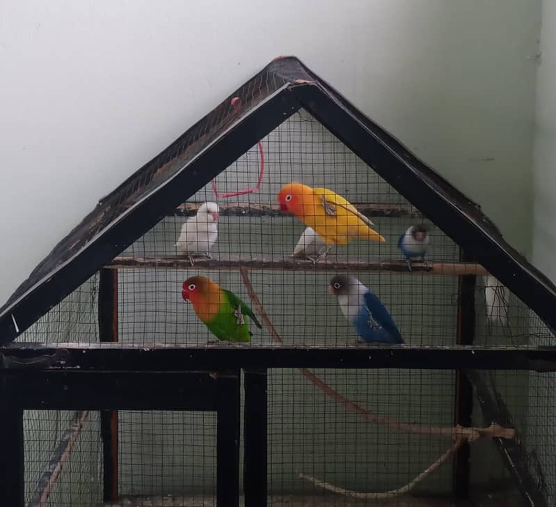 cage for sale love birds Australian finches java - Cages, Crates ...