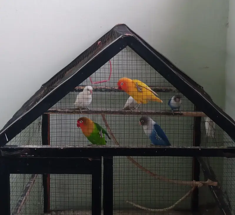 cage for sale  love birds Australian finches java — photo 2