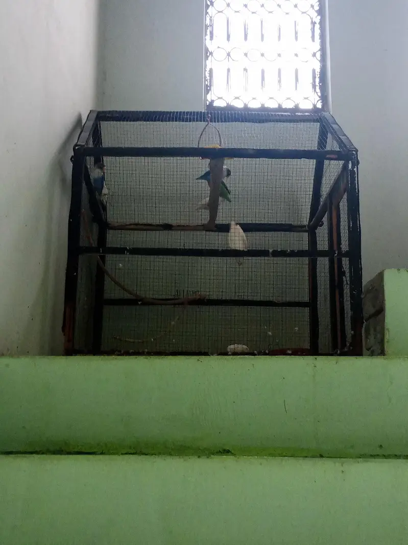 cage for sale  love birds Australian finches java — photo 3