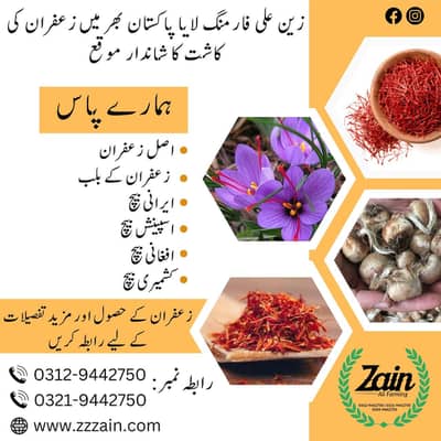 Zafran / Saffron / Kesar Bulbs Available 03459442750 Zain Ali Farming