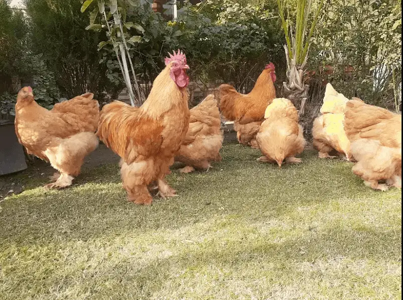 Fancy chicks Brahama,Polish, Heavy Buff, Sebright, Silkie 0300-8941001 — photo 9
