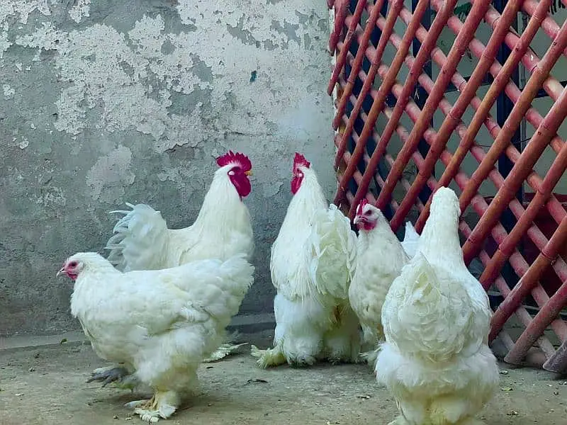 Fancy chicks Brahama,Polish, Heavy Buff, Sebright, Silkie 0300-8941001 — photo 10