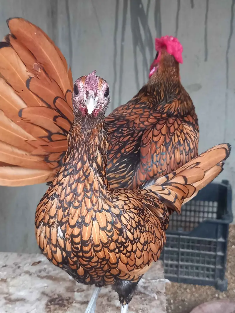 Fancy chicks Brahama,Polish, Heavy Buff, Sebright, Silkie 0300-8941001 — photo 12
