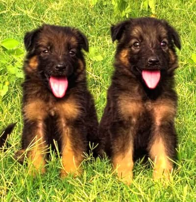 German Shepherd double coat top quality available