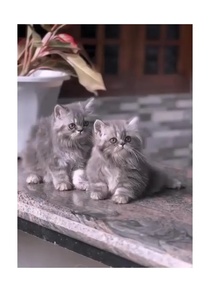 cash on delivery Persian kitten cats — photo 3