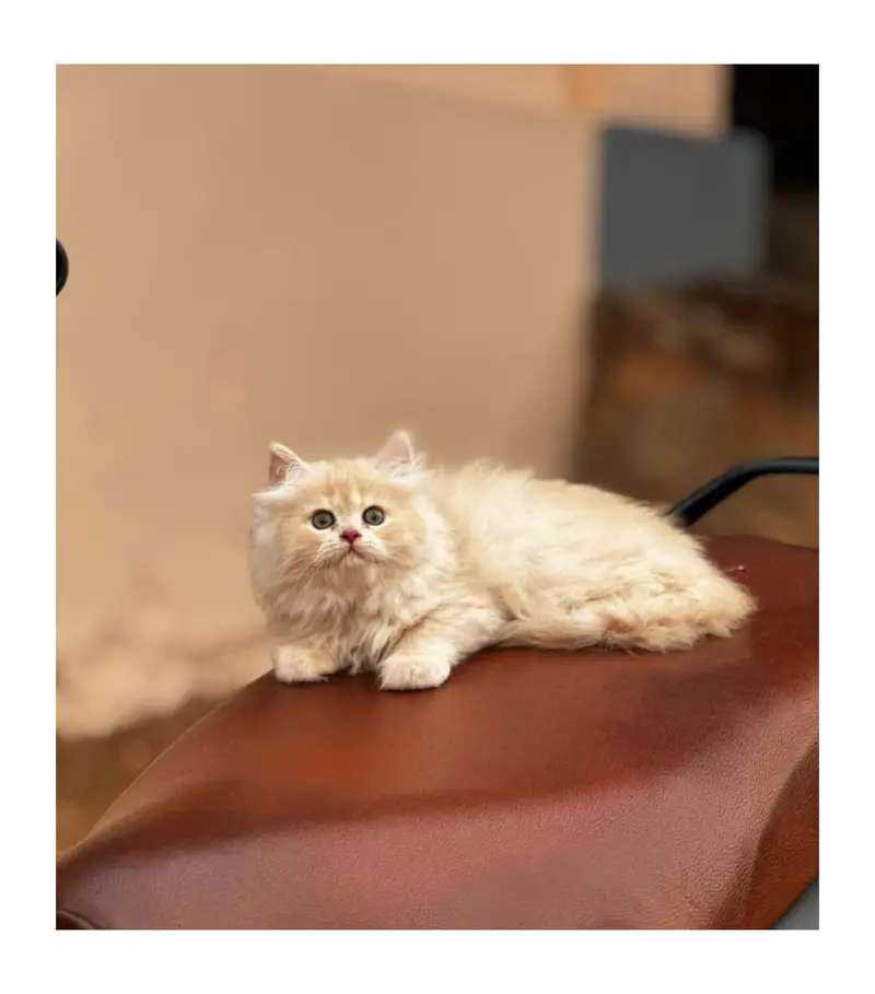 cash on delivery Persian kitten cats — photo 4