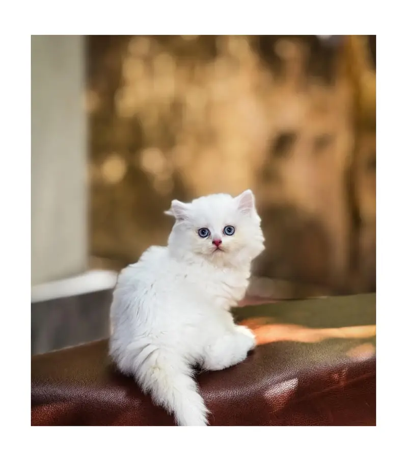 cash on delivery Persian kitten cats — photo 5