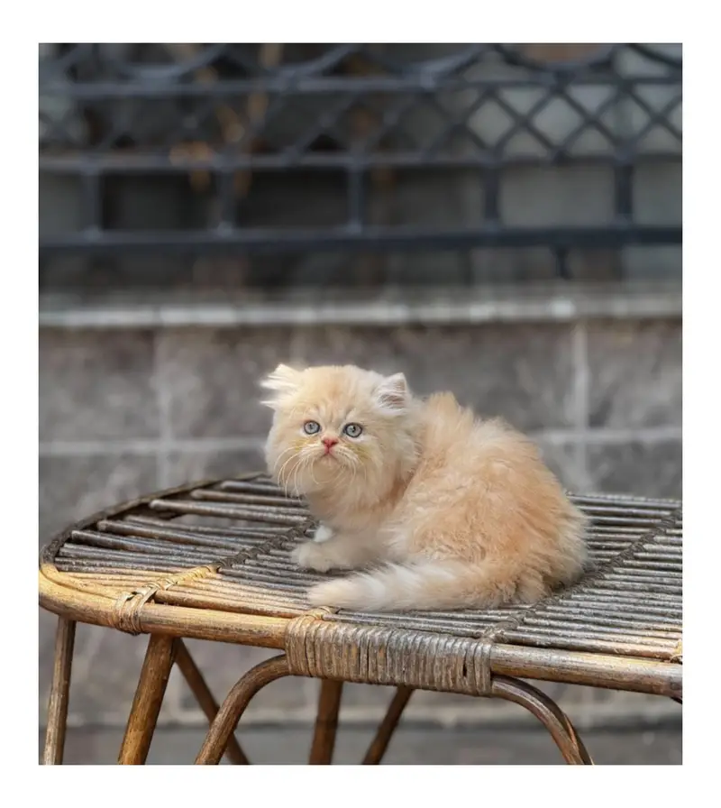 cash on delivery Persian kitten cats