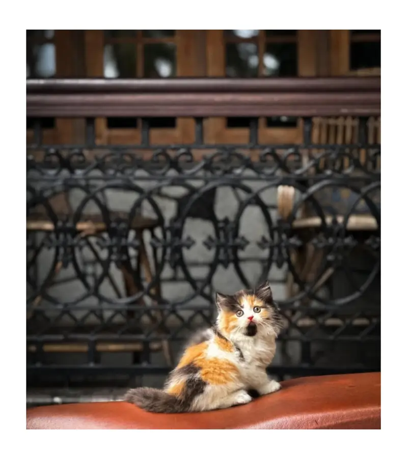 cash on delivery Persian kitten cats — photo 7