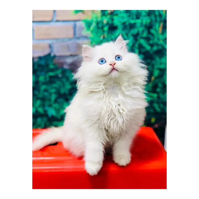 cash on delivery Persian kitten cats — photo 12
