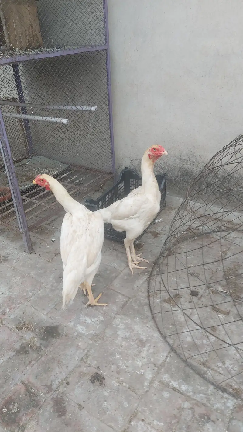 Pure White Shamo Females 12 Months Egg Laying 26,5oo per piece — photo 2