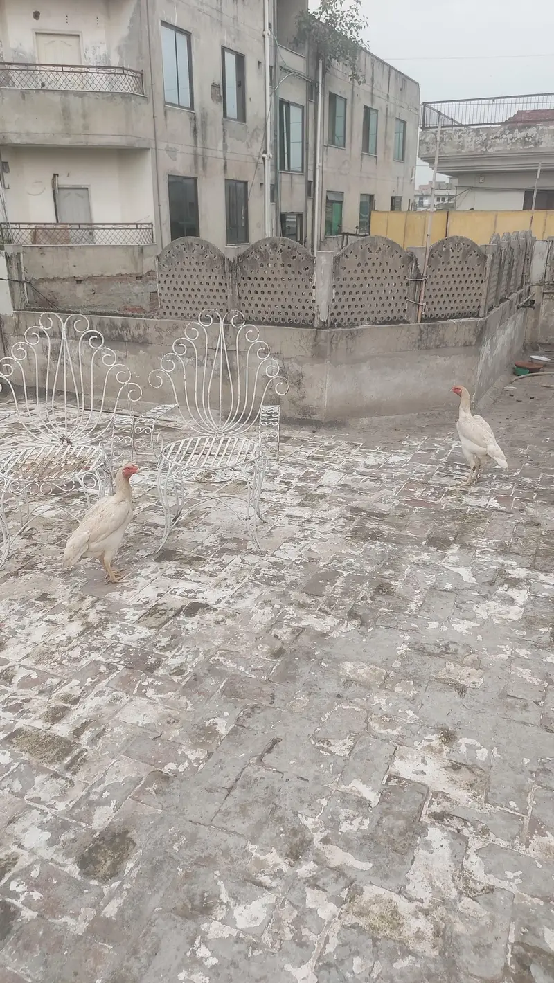 Pure White Shamo Females 12 Months Egg Laying 26,5oo per piece — photo 4