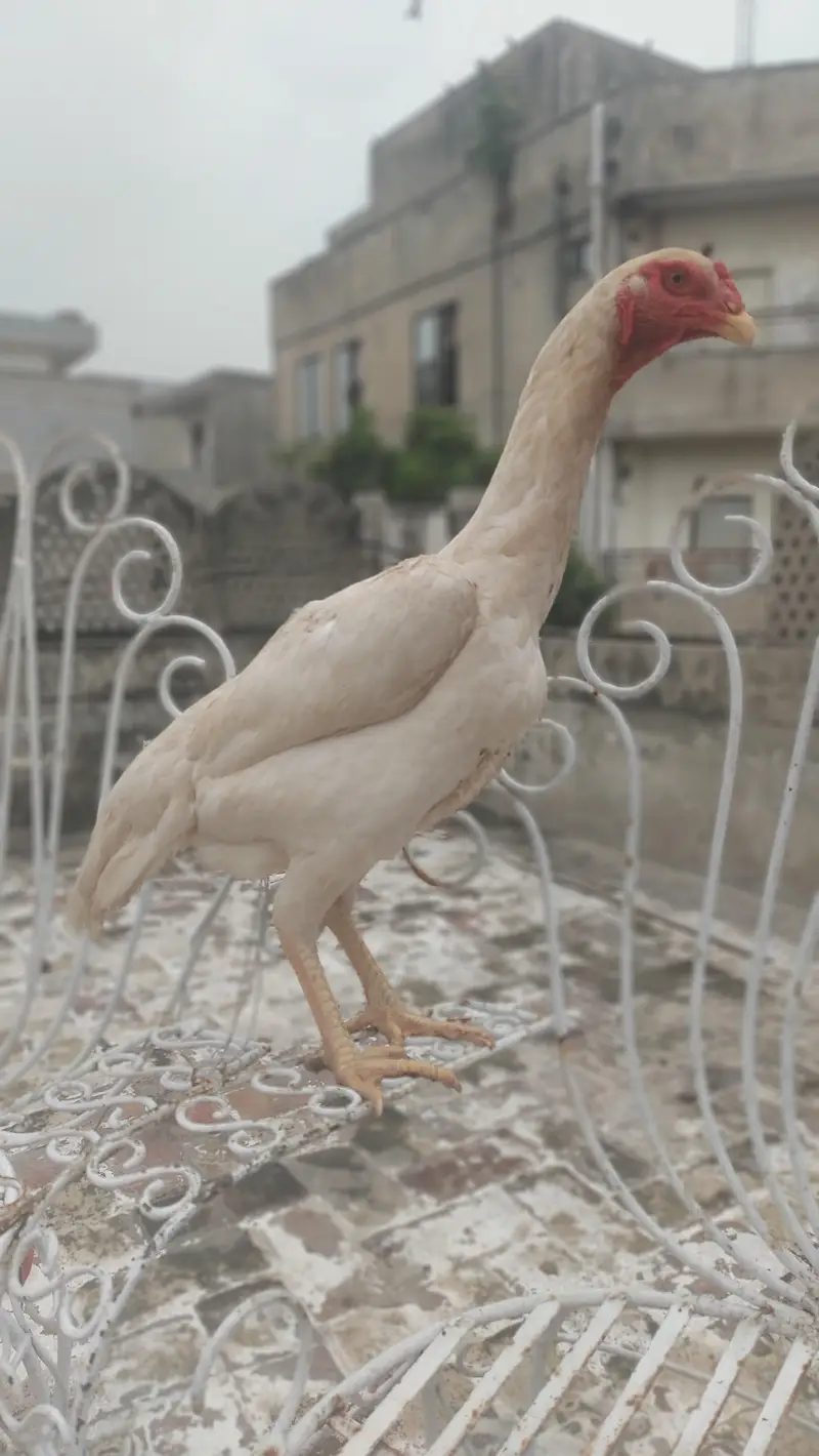 Pure White Shamo Females 12 Months Egg Laying 26,5oo per piece — photo 5