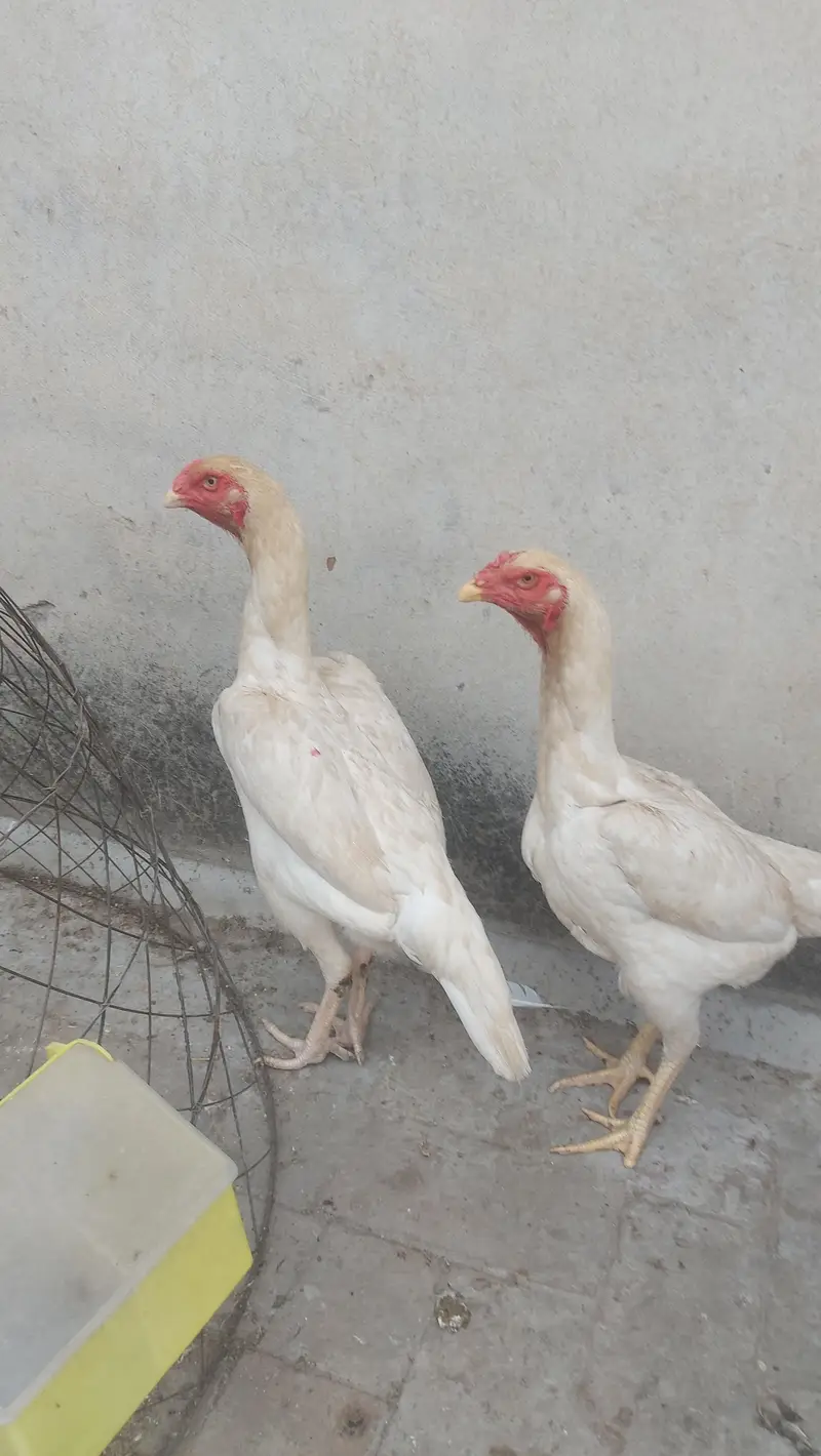 Pure White Shamo Females 12 Months Egg Laying 26,5oo per piece — photo 6