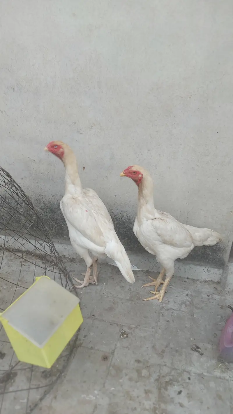 Pure White Shamo Females 12 Months Egg Laying 26,5oo per piece — photo 8